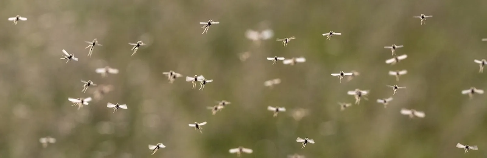 mosquito swarm