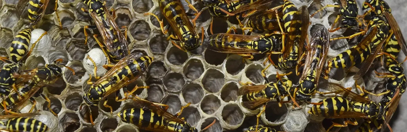 wasps in hive