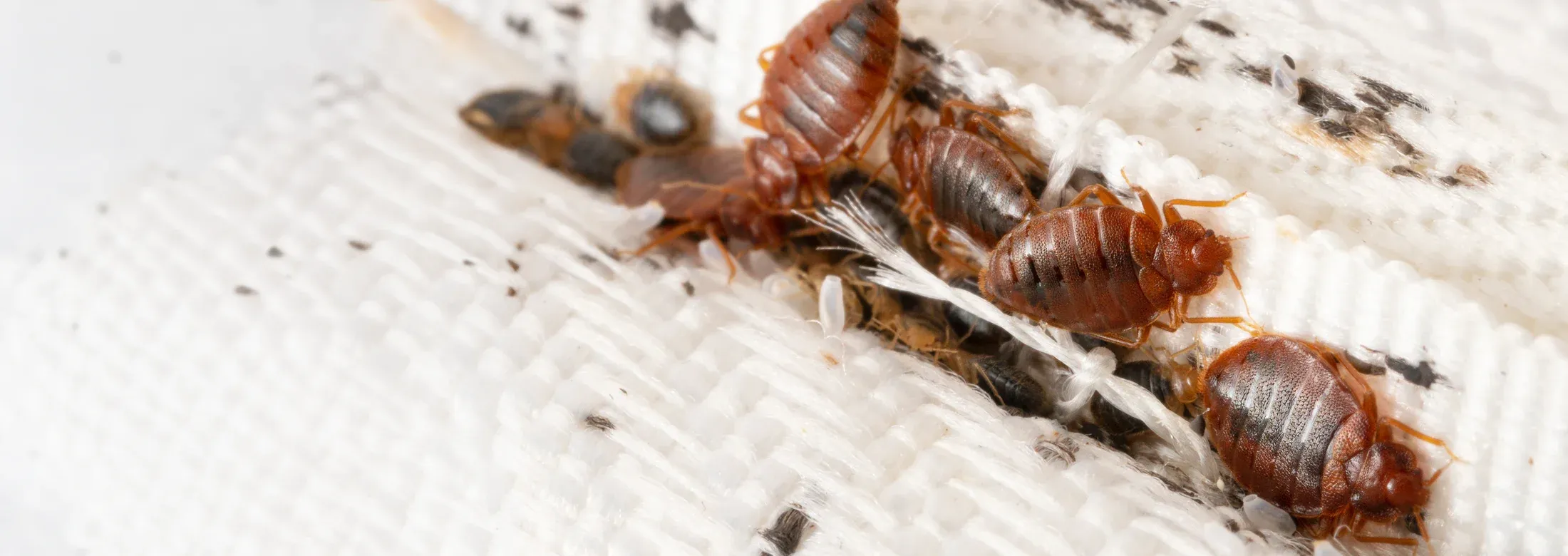 bed bugs on a mattress