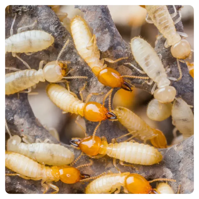 termites on wood