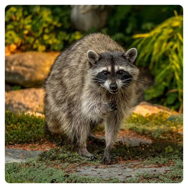 raccoon in backyard