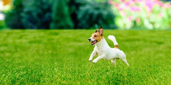 dog in grass