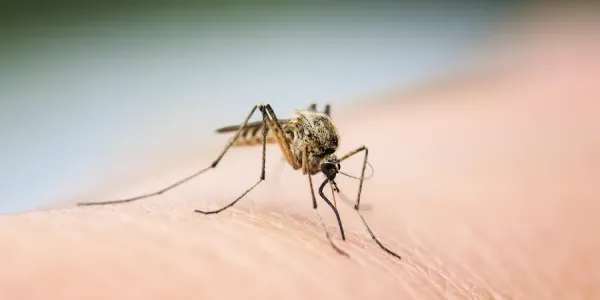 mosquito