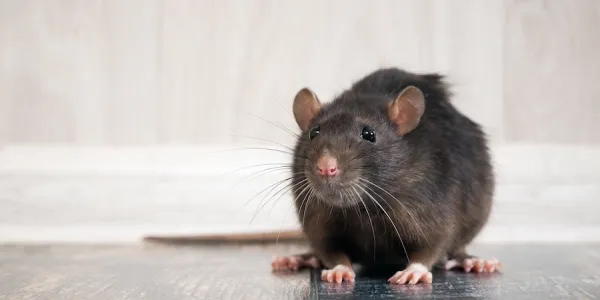 rodent